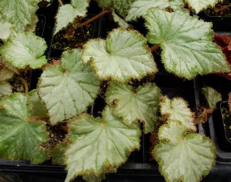 Mysterious spell begonia